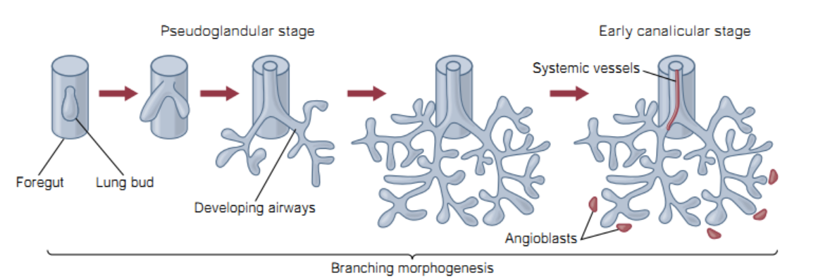 Lung development
